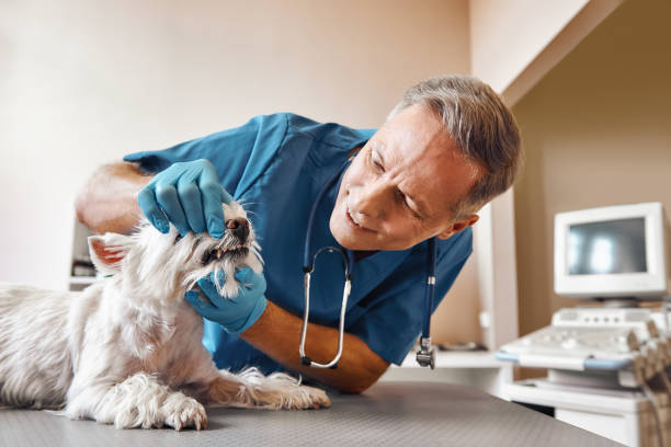 Best Emergency Dental Surgery in Harwood Heights, IL